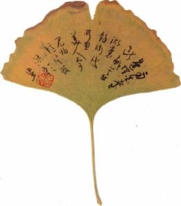 校园内300字的银杏树组成