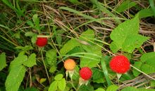 采野草莓的遭遇