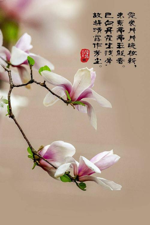 美丽的玉兰花