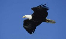 张开飞翔的翅膀