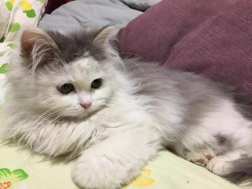我梦见一只野猫