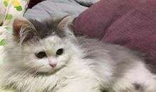 我梦见了一只野猫