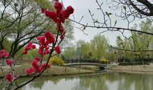 春天又满一枝绿