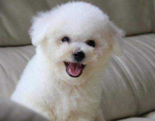 白比熊犬