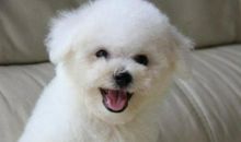 一条白色的比熊犬