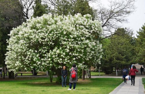 充满紫丁香花的500字校园构成