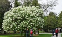 开满丁香花的校园作文500字