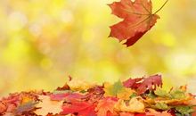 久违的秋，你来了