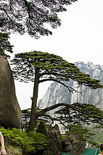 黄山奇松