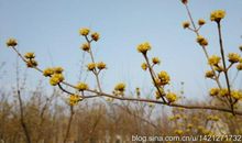 童年趣事种鸡蛋