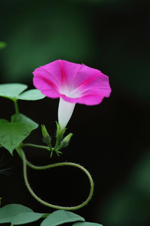两只牵牛花