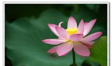 又到荷花绽放时