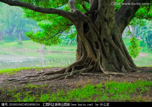 我梦见大森林