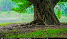 我梦见了大森林