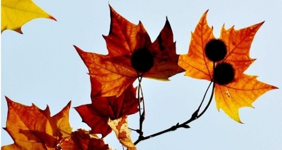 无花果叶在秋天