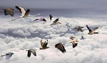 鸟的迁徙观后感