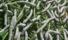 又到一年养蚕季