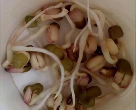 绿豆观察日记