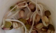 观察日记泡绿豆