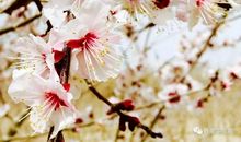 当迎春花开满枝头时