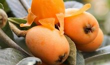 我喜欢自家的枇杷树