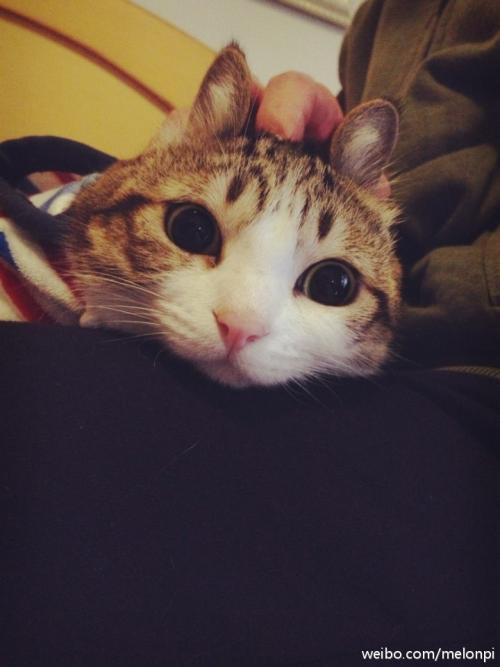 我成了猫