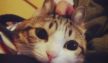 我变成了一只猫