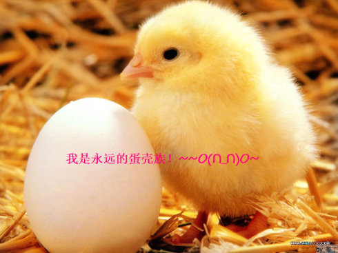 我发现如何分辨鸡肉