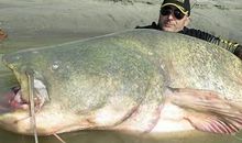 假如我会变成一条大鱼