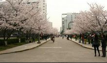 校园的樱花作文400字