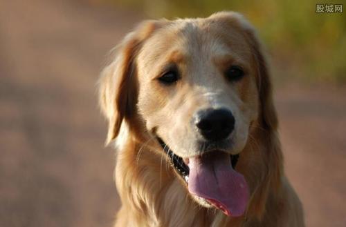 我渴望金毛寻回犬