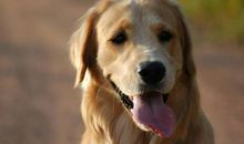 我渴望得到一只金毛犬