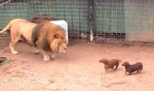 初生牛犊不怕虎