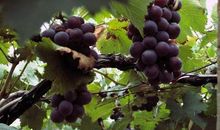 我爱家乡的葡萄