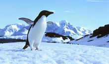 如果你不是企鹅