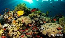 海底世界仿写4自然段