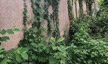 外婆家的爬山虎