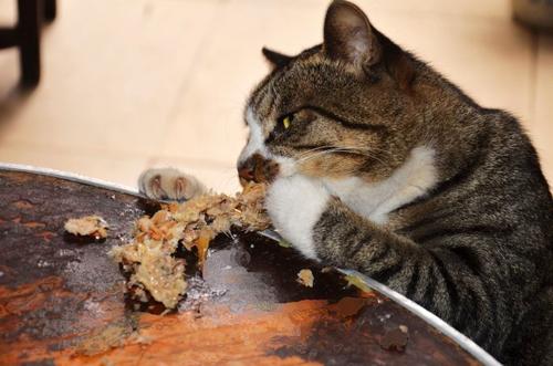 我的小猫