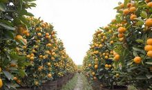 我爱故乡的年桔