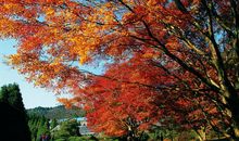 五彩缤纷的秋天