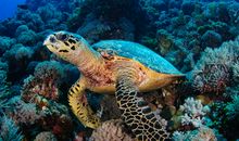 美丽的海底世界