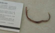 我在蚯蚓中得到启示