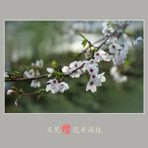 再看樱花