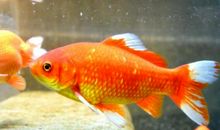 观察金鱼