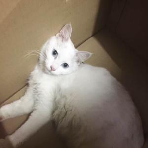 有趣的波斯猫