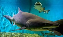 海底世界仿写第四自然段