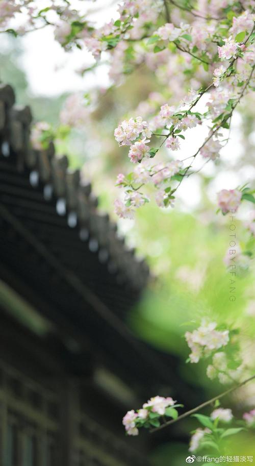 移花