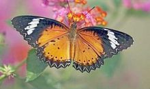 我梦见我是一只蝴蝶