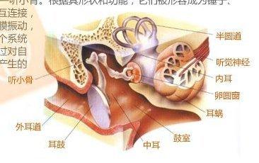 人耳