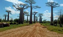 我是一棵与众不同的树